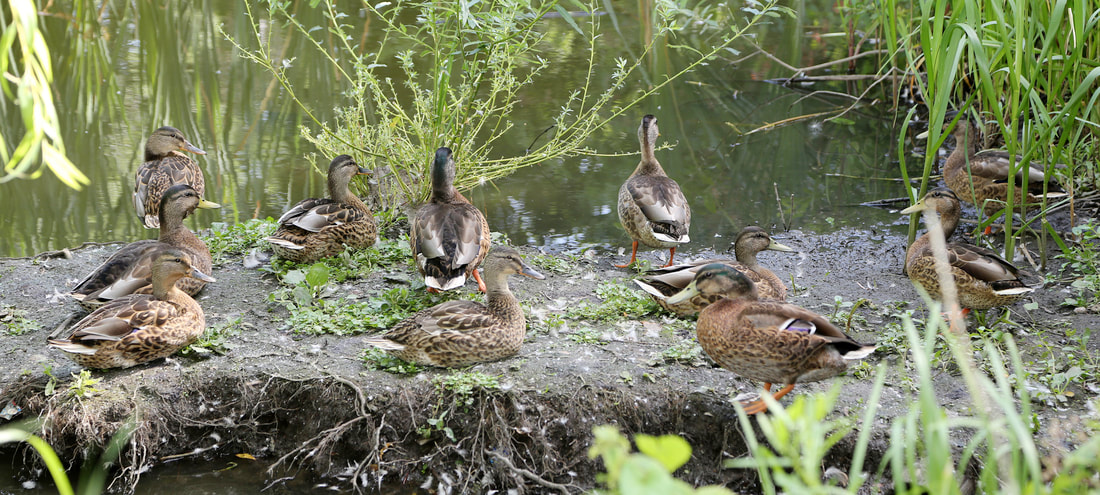 A picture showing a gathering of Ducks by the waters edge